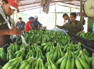 Para la exportación del banano dominicano, campesinos en plena faena.