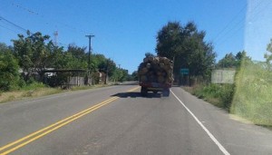 DEFORESTACION