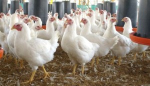 polloscaros