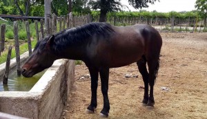 caballopateahombre