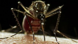 mosquitodengue