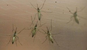 zikavirus