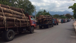 transportanmadera